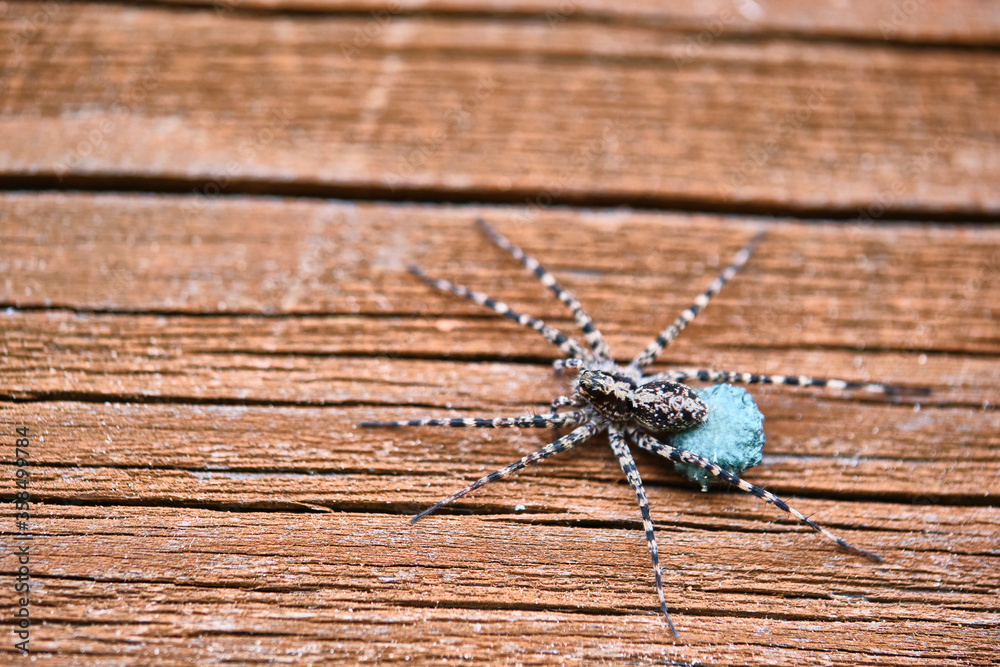 Obraz premium macro female wolf spider. general plan. color