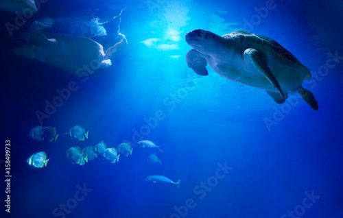 Large sea turtles swimming among fish. Animals of the underwater sea world. Life in a coral reef.