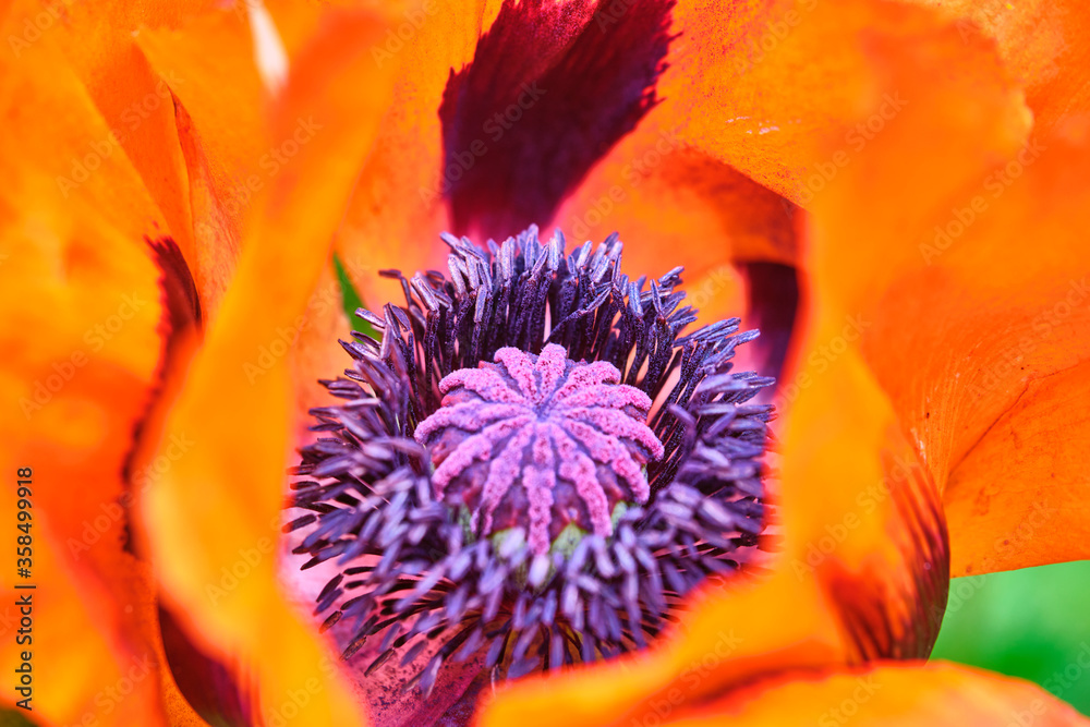 macro photo of poppy flower. color nature. macro photo of poppy flower. color nature.