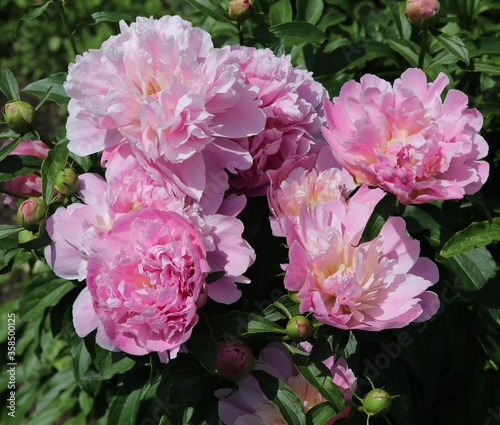Fototapeta Naklejka Na Ścianę i Meble -  pink peonies in a flower bed