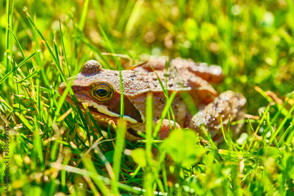 Obraz premium Frog sits in the grass medium plan color