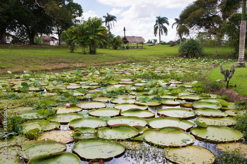 Fototapeta premium It's Landscape of lilly pad pond in Nieuw Amsterdam, Suriname