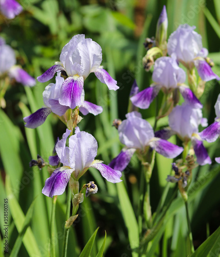 beautiful irises in a flower bed