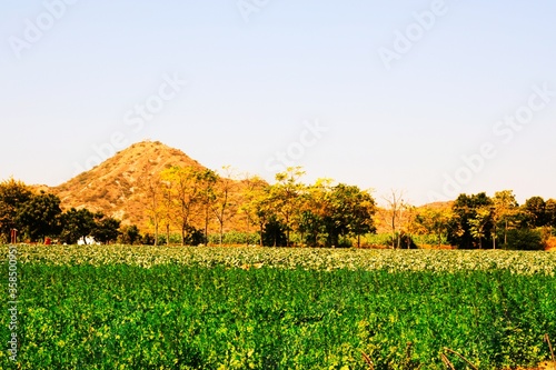 Agriculture farm in Kutch  Gujarat  India  Morning in farm