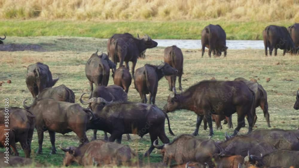 Large herd of African Cape Buffalo graze in the dry grassland fields near the Chobe River in Botswana. Telephoto panning shot. Large herd of African Cape Buffalo graze in the dry grassland fields near the Chobe River in Botswana. Telephoto panning shot.