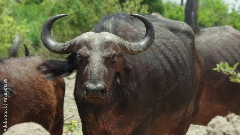 Adult female African Buffalo looking at the camera, surrounded by the herd. Telephoto medium shot. Adult female African Buffalo looking at the camera, surrounded by the herd. Telephoto medium shot.
