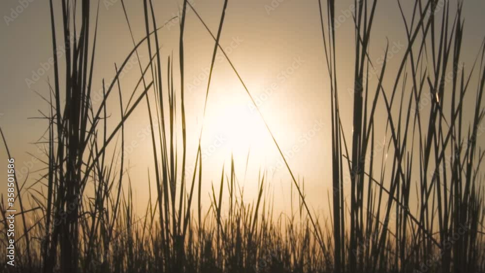 sunset with sawgrass in foreground and dragonfly flying by sunset with sawgrass in foreground and dragonfly flying by