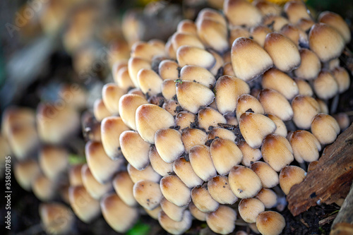 Close up of beautiful cluttered and closed mushrooms - Coprinellus Micaceus - which are growing off a broken tree branch in the forest.