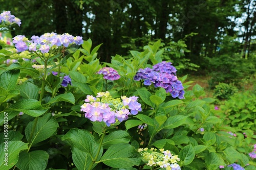 花 あじさい 癒し 風景 