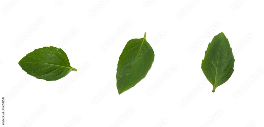 fresh organic basil leaves isolated on white background with Clipping path