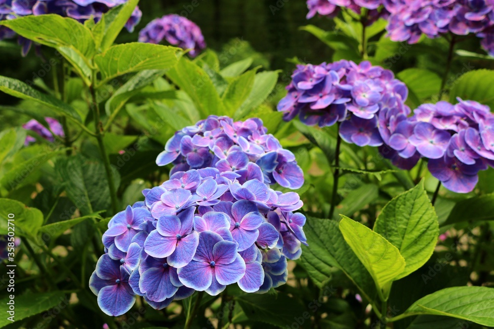 花 あじさい 癒し 風景 花 あじさい 癒し 風景