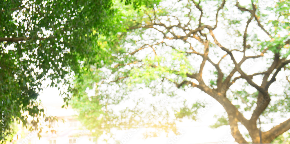 Blurred beautiful nature background blurry of leaf bokeh forest. garden and park with sunlight, use for background with perspective Blurred beautiful nature background blurry of leaf bokeh forest. garden and park with sunlight, use for background with perspective