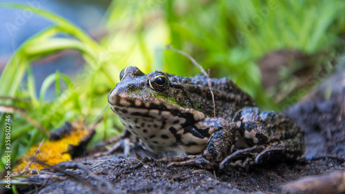 In summer, a green toad sits in the grass on the river bank.