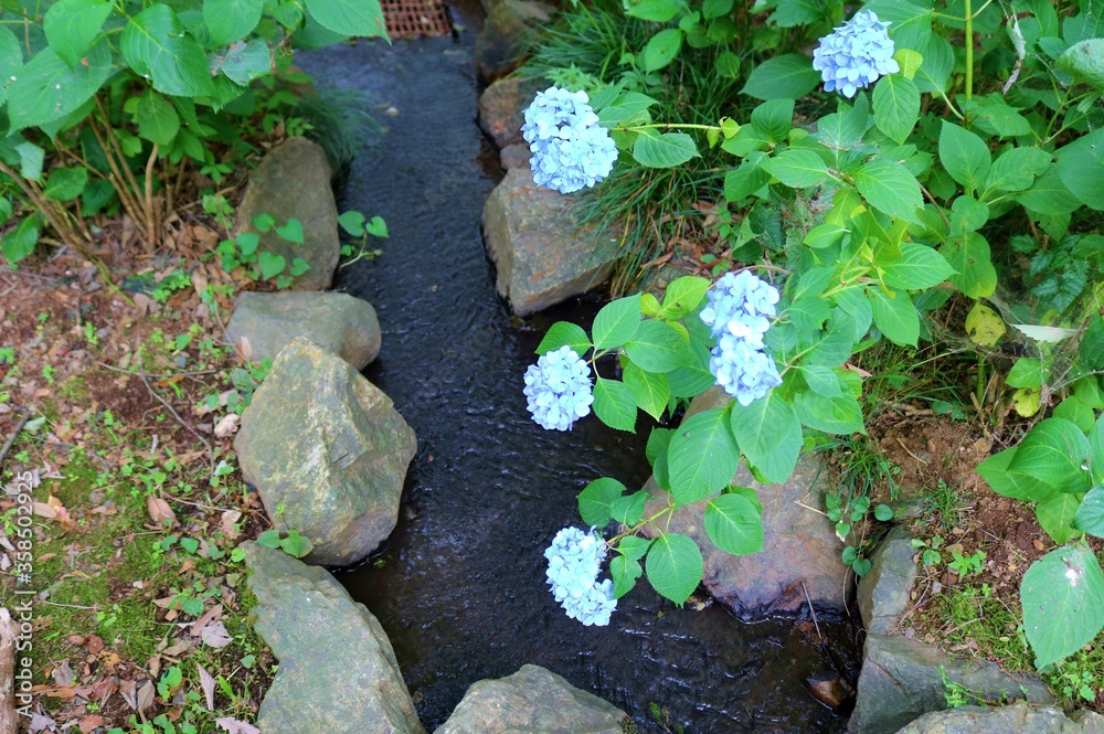 花 あじさい 小川 癒し 風景 花 あじさい 小川 癒し 風景
