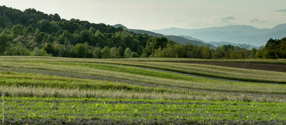 Rural view with the agricultural fields and the forest that border them