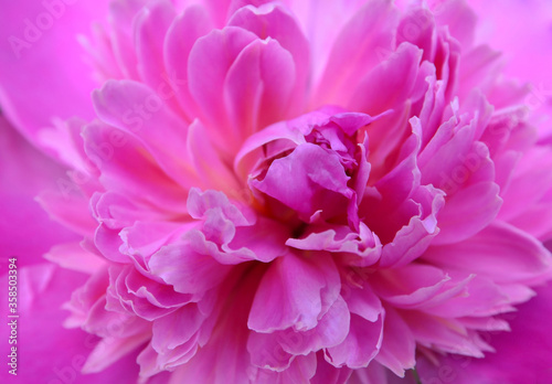 Pink peony flower close up as a background.Summer floral concept for design.Selective focus.