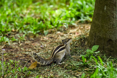 little bird in the grass