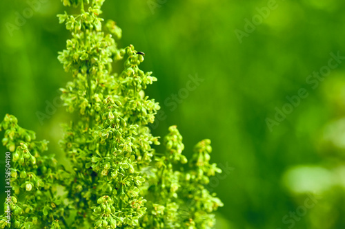 beautiful fluffy green bush. blur background. color