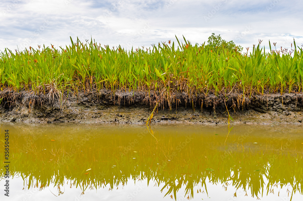 Obraz premium It's Nature of a river in Trinidad and Tobago, South America