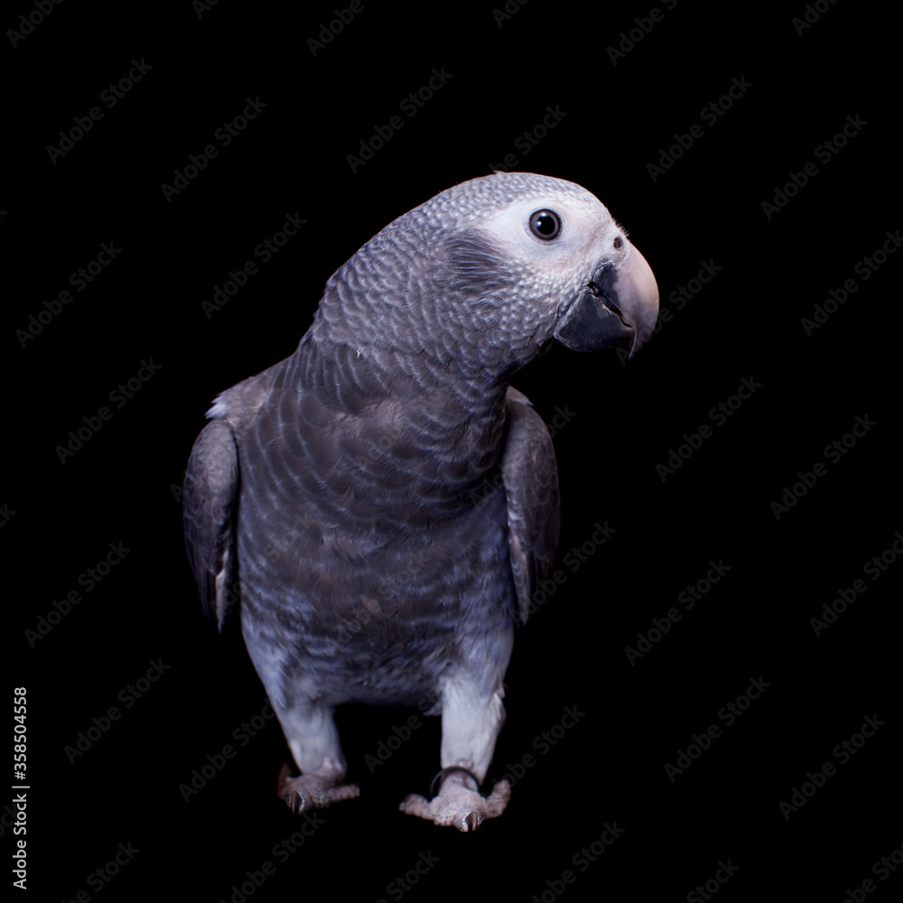 Fototapeta premium Timneh African Grey Parrot isolated on black