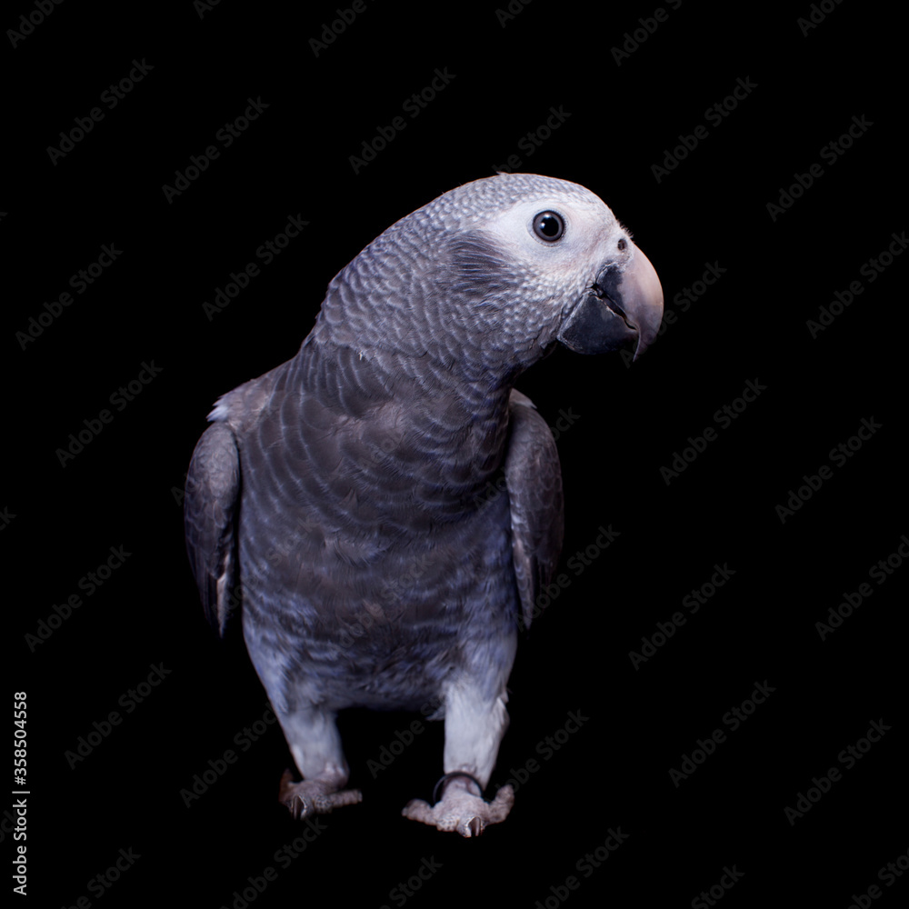 Timneh African Grey Parrot isolated on black Timneh African Grey Parrot isolated on black