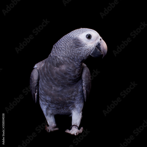Timneh African Grey Parrot isolated on black