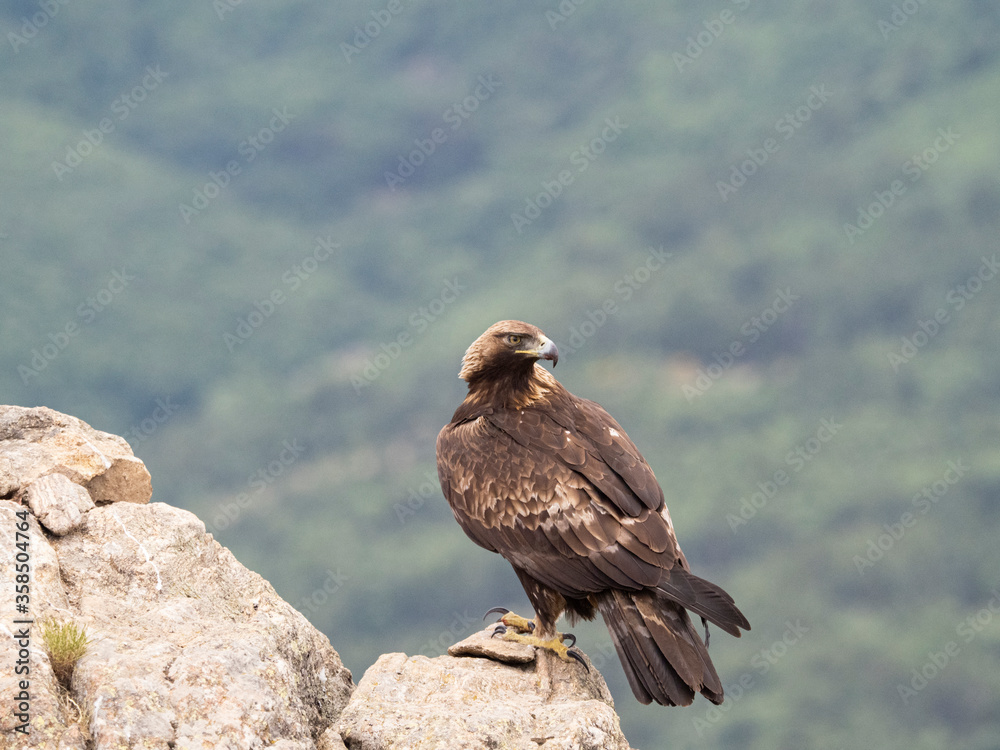 Fototapeta premium Aguila real​ (Aquila chrysaetos)