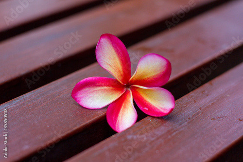 Tree Plumeria, Frangipani. Frangipani flowers on a wooden planks photo