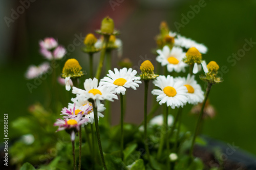 many flowers of daisies