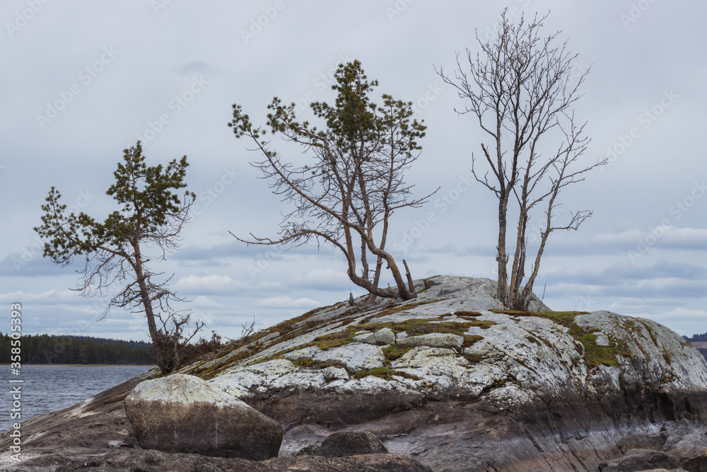 Three rickety trees on a rocky peninsula