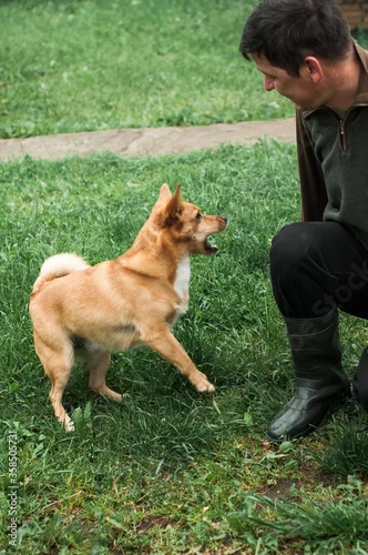 Obraz dog jumps into the air and plays with the owner