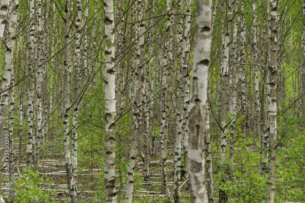 Fototapeta premium Brzozowy zagajnik