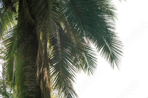 Tropical palm tree jubaea chilensis in bright light