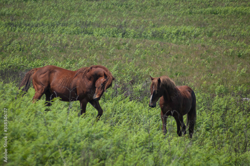 Two stallions in a green grass field Two stallions in a green grass field