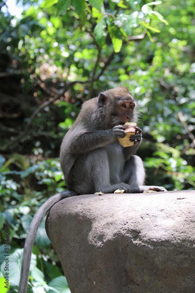 Singe mangeant un fruit, forêt des singes d'Ubud à Bali, Indonésie