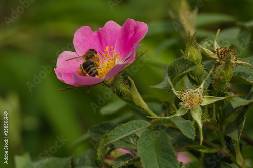 Owady zbierające nektar z kwiatów dzikiej róży.