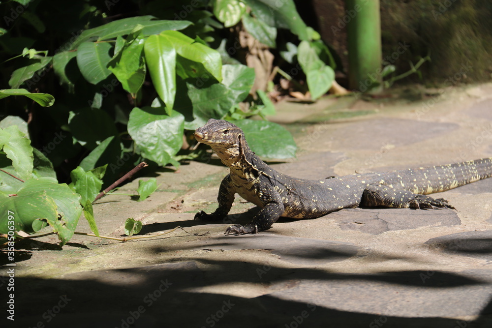 Obraz premium Varan sauvage à Bali, Indonésie