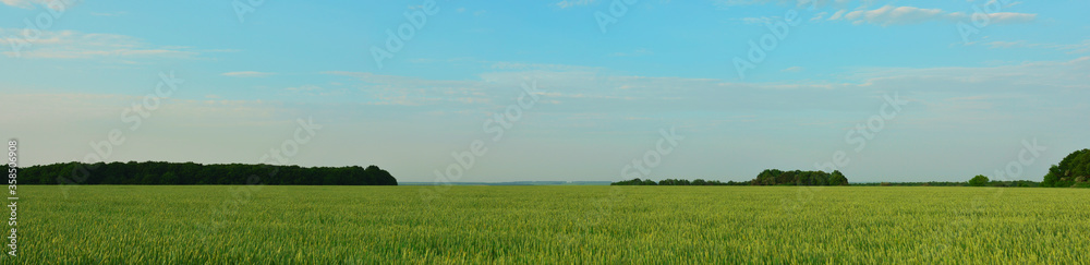 Panoramic large shot of an agricultural field. Green wheat with a beautiful evening sky