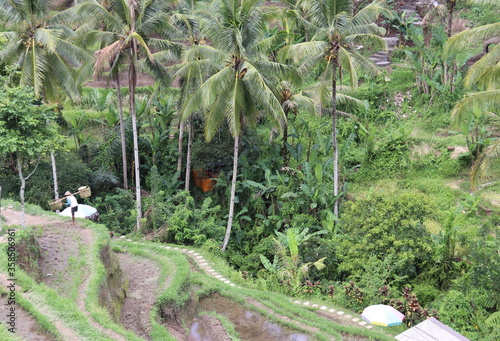 Rizières à Bali, Indonésie photo