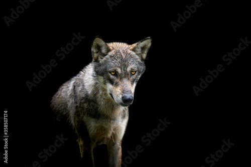 Grey Wolf with a black background