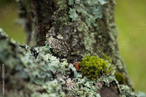 Green moss and lichen close up on apple tree