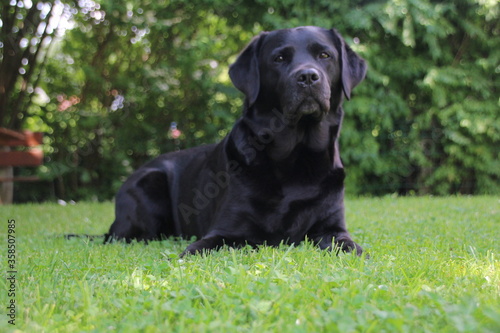 Labrador in the garden