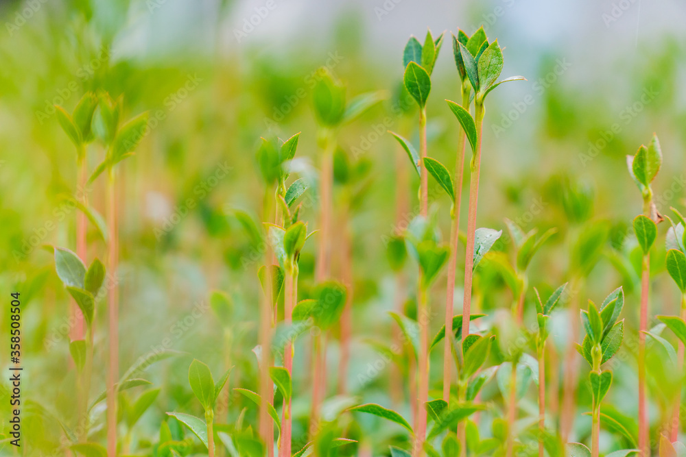 Fototapeta premium green grass in the wind