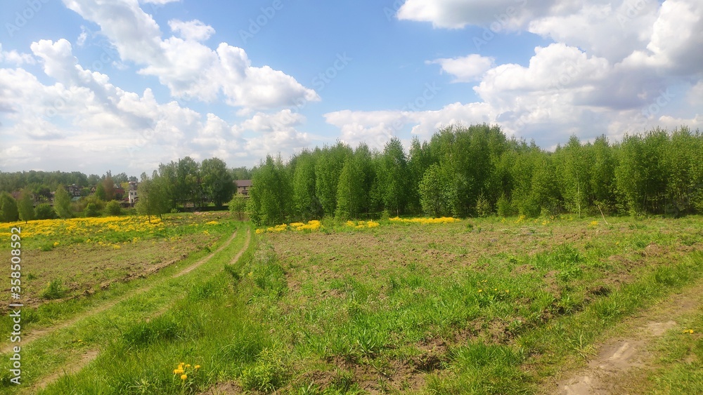 Fototapeta premium landscape with a meadow and trees