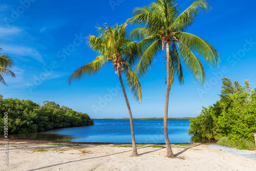 Fototapeta Naklejka Na Ścianę i Meble -  Beautiful tropical beach with palm trees and turquoise sea in Caribbean island.	