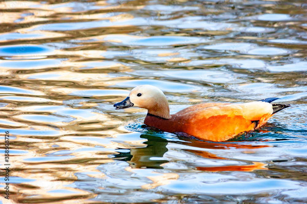 Wild duck Ogary swims on the lake.