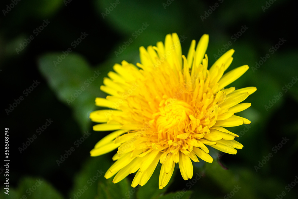 Yellow dandelion close-up in the grass. Yellow dandelion close-up in the grass.