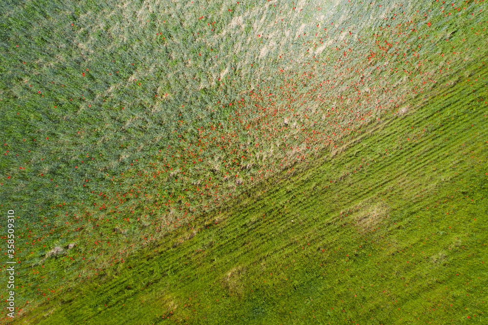 Textural background of green wheat. Textural background of green wheat.