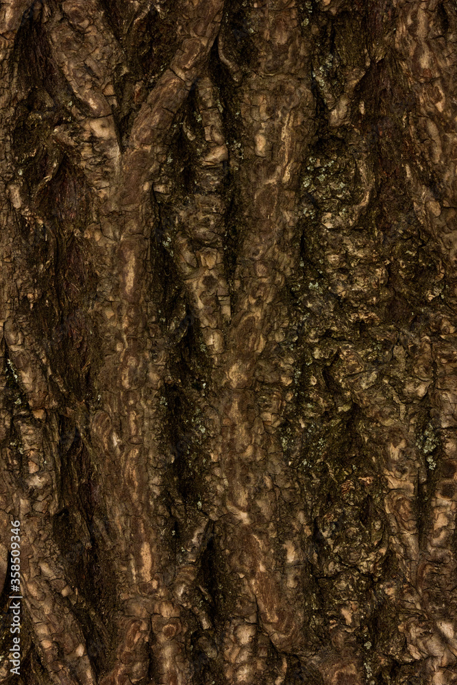 Bark of tree macro. Background closeup of a tree trunk. Bark of tree macro. Background closeup of a tree trunk.