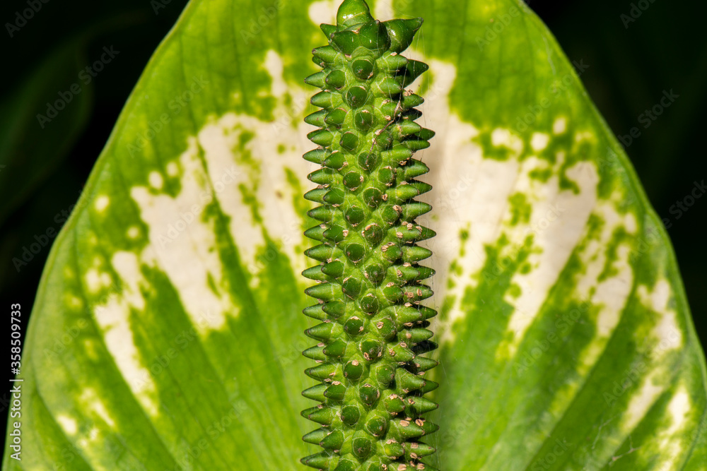 Naklejka premium Detailed closeup macro photo of a flower